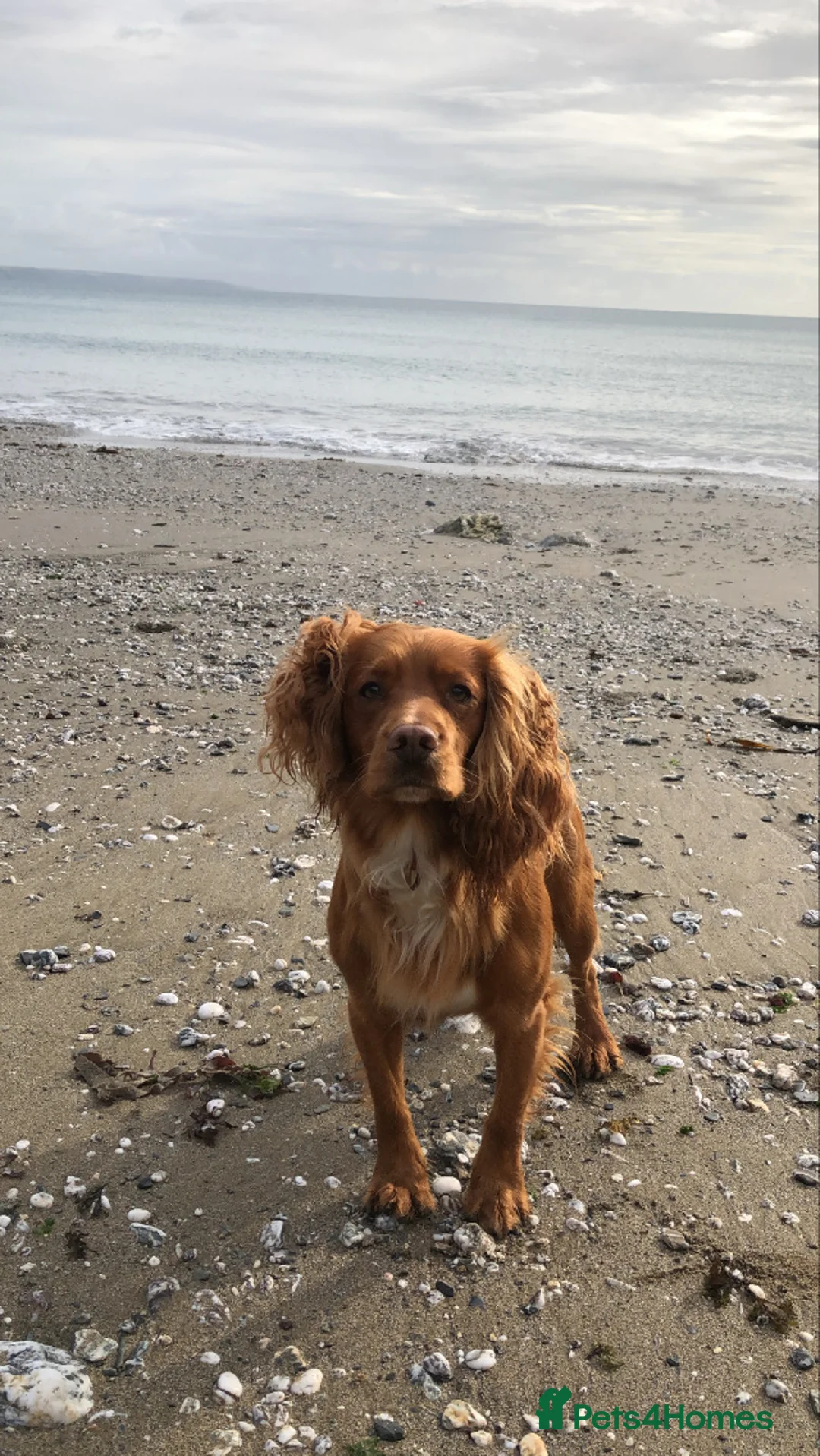 Cocker Spaniel dogs for stud: Gorgeous Red Cocker Spaniel Stud in Saint Austell - Advert 7