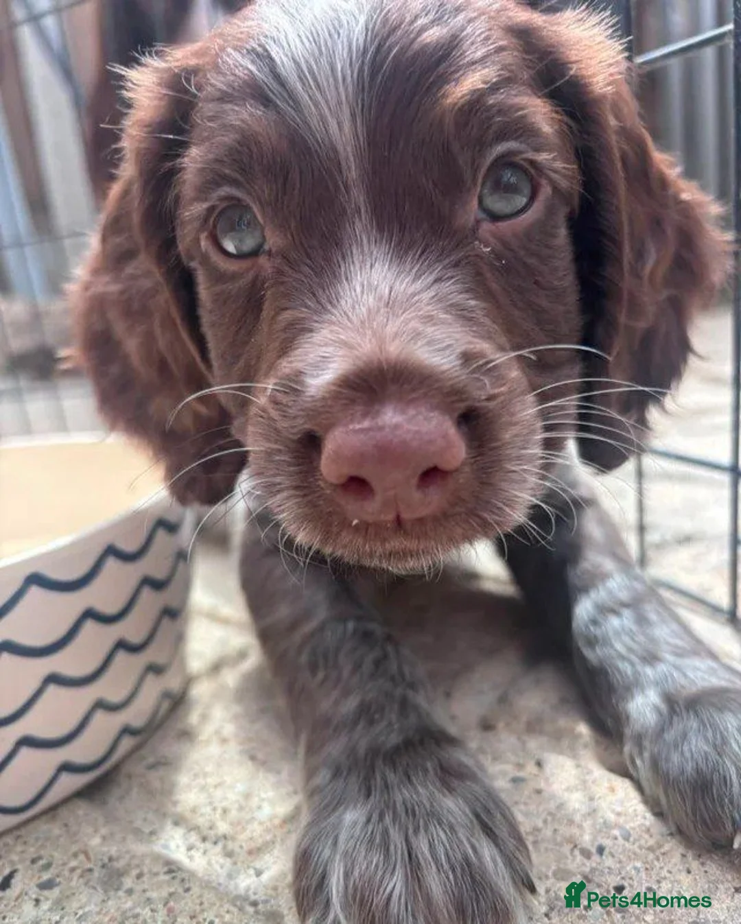 Cocker Spaniel dogs for sale: Remaining Male Cocker Spaniel Pups in Ullapool - Advert 2