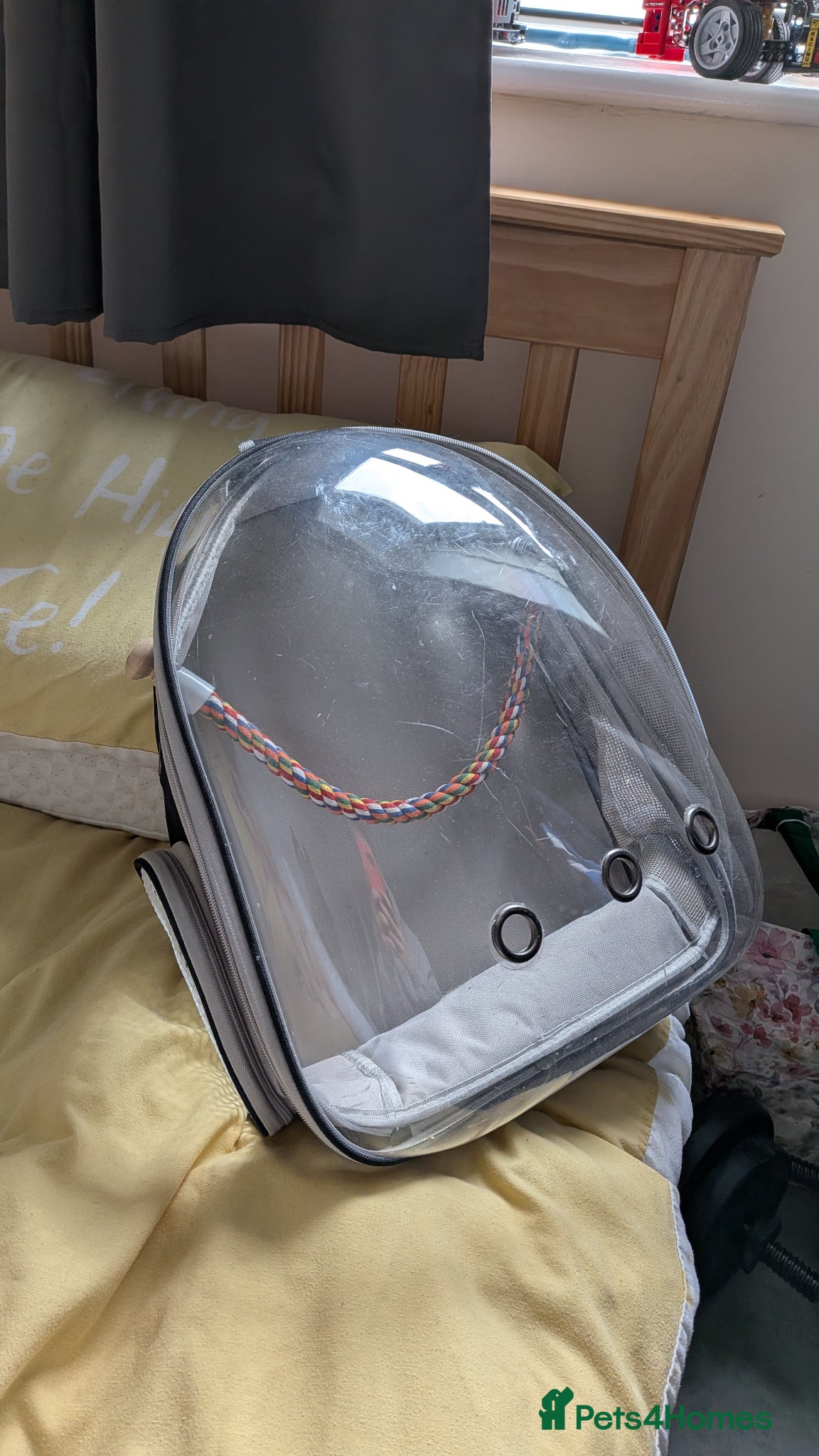 Conures birds for sale: Conure, cage and carry bag  in Birmingham - Advert 5