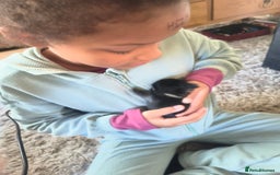 Mixed Breed rabbits for sale: Adorable Baby Bunnies Looking for Loving Homes 🐇 - Image 2