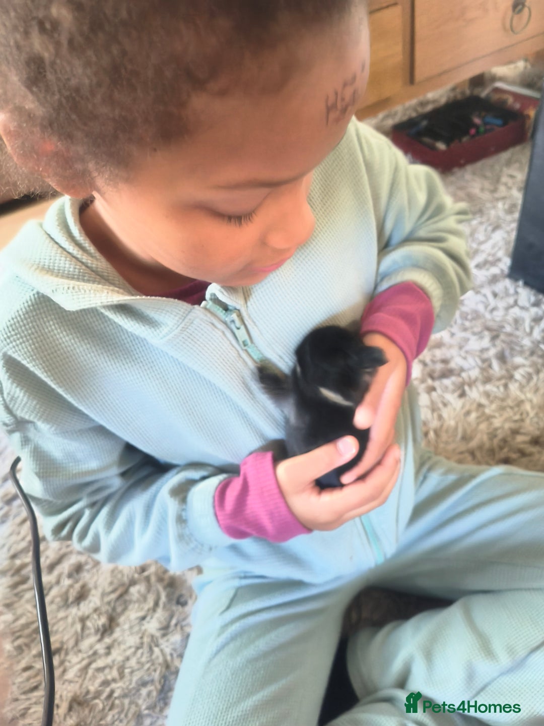 Mixed Breed rabbits for sale: Adorable Baby Bunnies Looking for Loving Homes 🐇 - Image 2