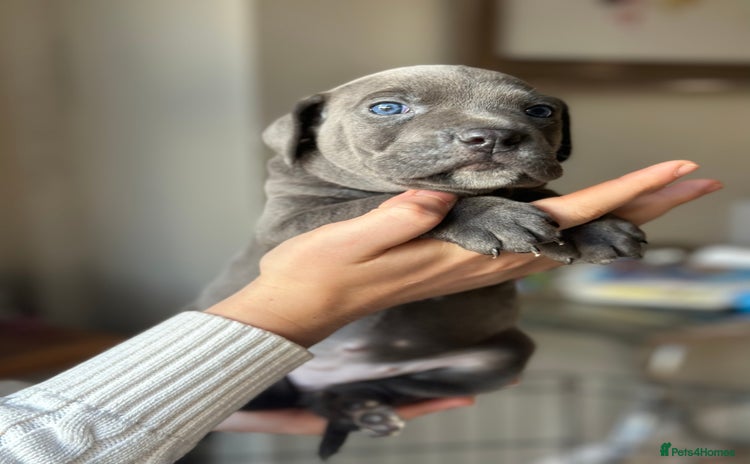 Mixed Breed dogs - Advert 3