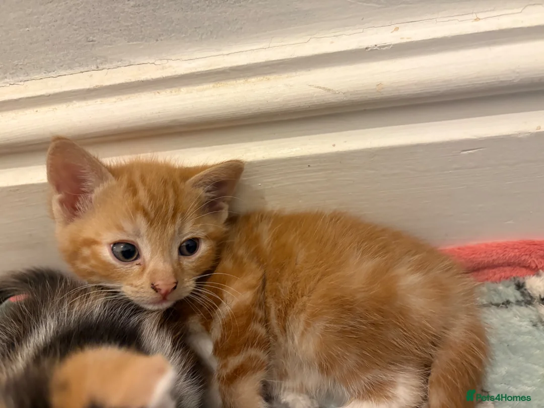 Aegean cats for sale: Aegean Kittens looking for forever home ❤️ in Hull - Advert 19