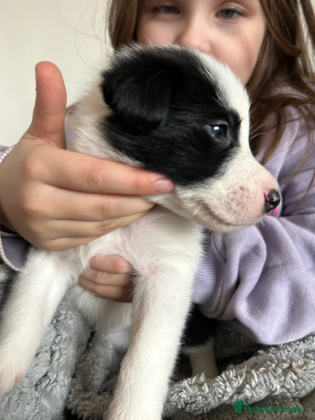Border Collie dogs for sale: ✨ Last remaining border collie puppy ✨ - Advert 24
