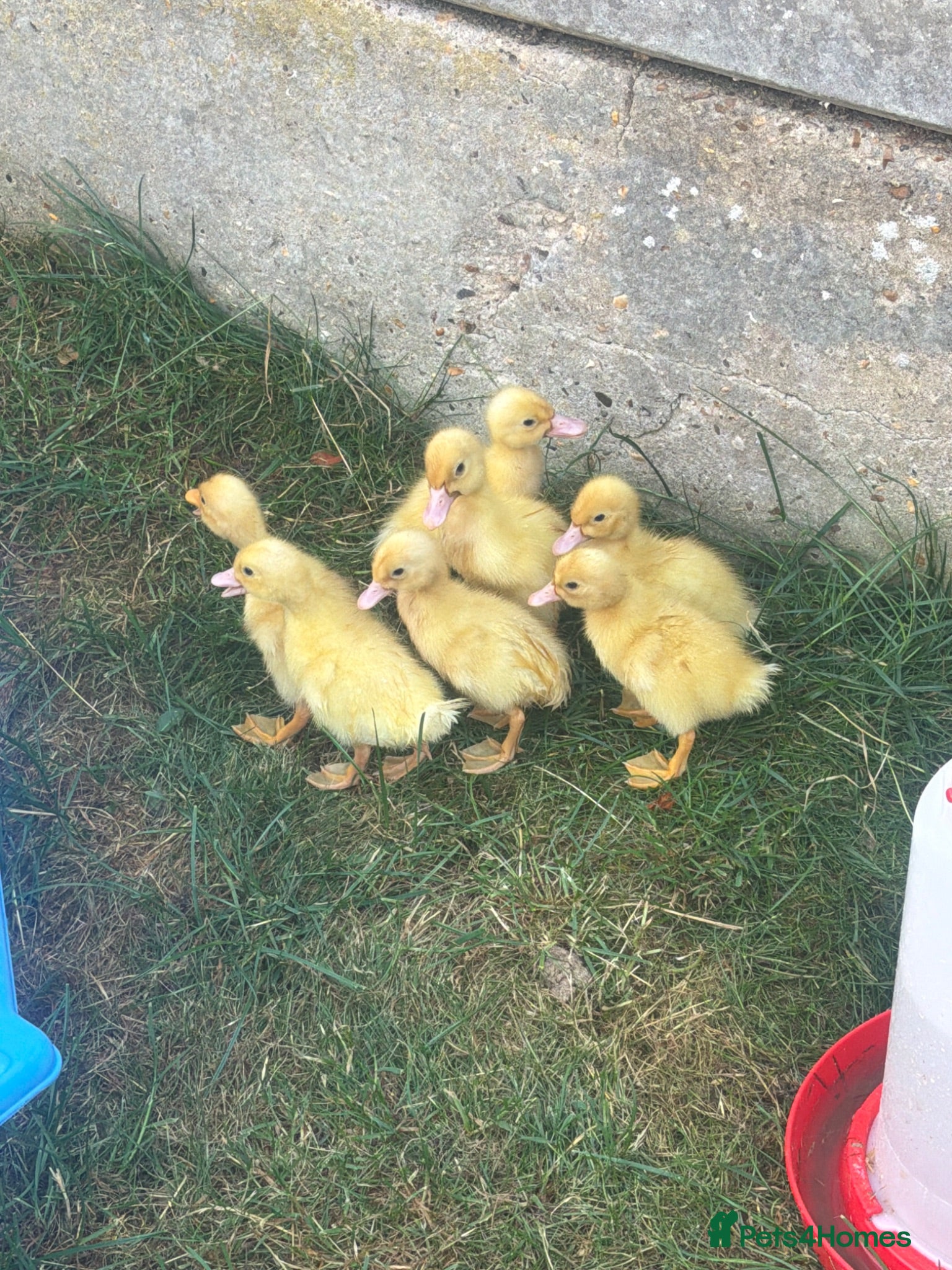 Ducks poultry Pure Aylesbury Ducklings  - Advert 10