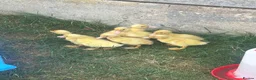 Ducks poultry for sale: Pure Aylesbury Ducklings  in Welwyn Garden City - Advert 1