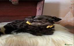 Miniature Schnauzer dogs for sale: 5* Licensed KC Toy Chocolate Schnauzers - Image 26