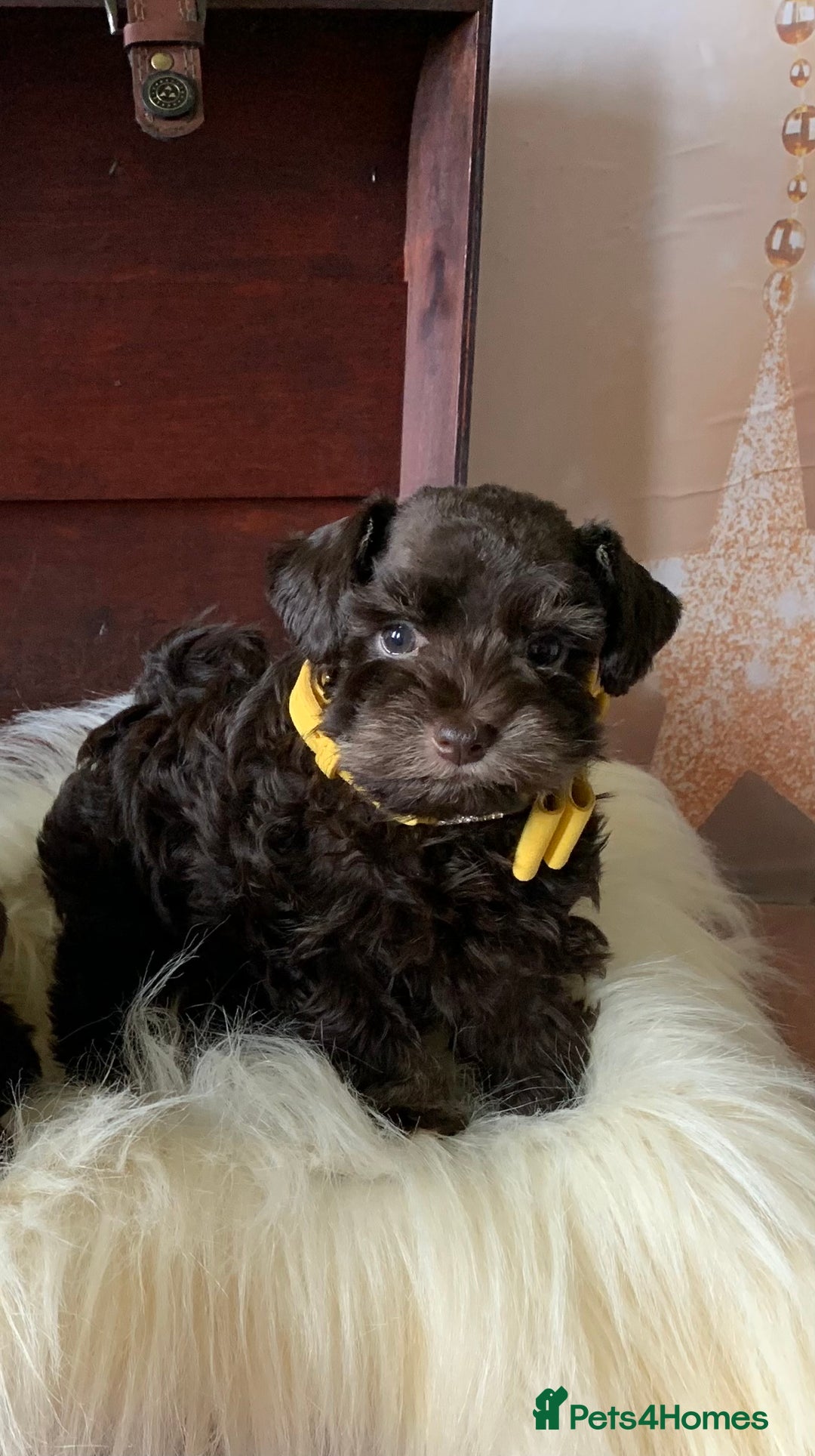 Miniature Schnauzer dogs for sale: 5* Licensed KC Toy Chocolate Schnauzers - Image 26