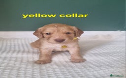 Cocker Spaniel dogs for sale: Beautiful cocker spaniel puppies - Image 29
