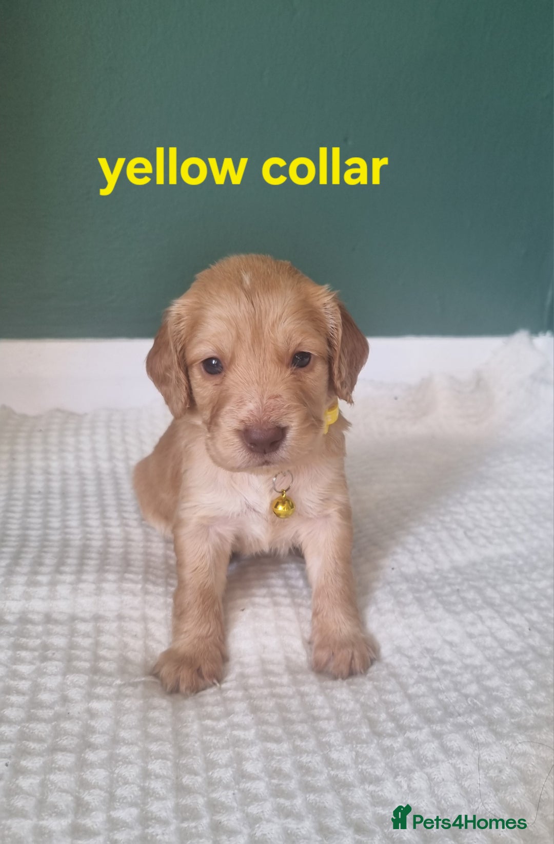 Cocker Spaniel dogs for sale: Beautiful cocker spaniel puppies - Image 29