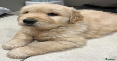 Golden Retriever dogs Beautiful KC Show Type Golden Retriever  Puppies - Advert 8