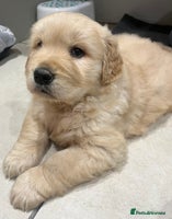 Golden Retriever dogs Beautiful KC Show Type Golden Retriever Puppies - Advert 8