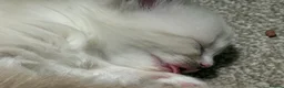 Mixed Breed cats for sale: Four Stunning Ragdoll  & Ragamuffin kittens  - Advert 21
