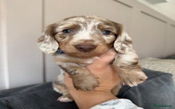 Miniature Dachshund dogs for sale: 2 beautiful mini daxi pups - Image 4