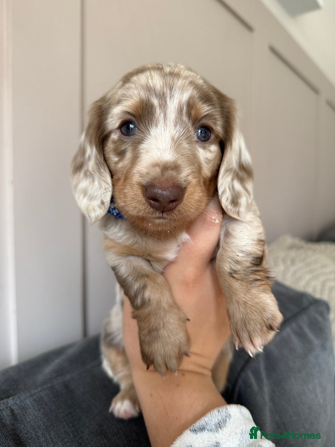 Miniature Dachshund dogs for sale: 2 beautiful mini daxi pups - Image 4