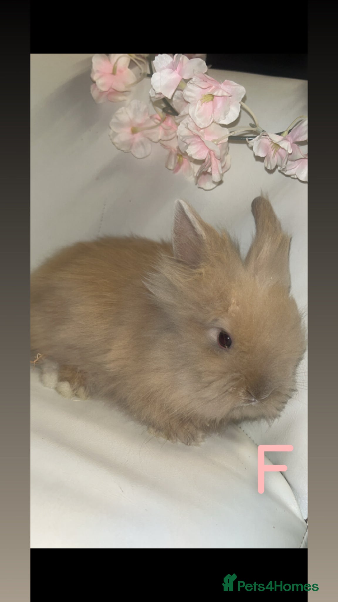 Lionhead rabbits Double maned Lionhead rabbits  - Advert 1