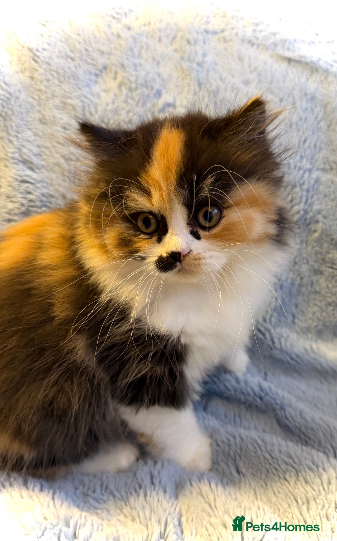 British Longhair cats for sale: British Longhair girls TICA registered  - Advert 22