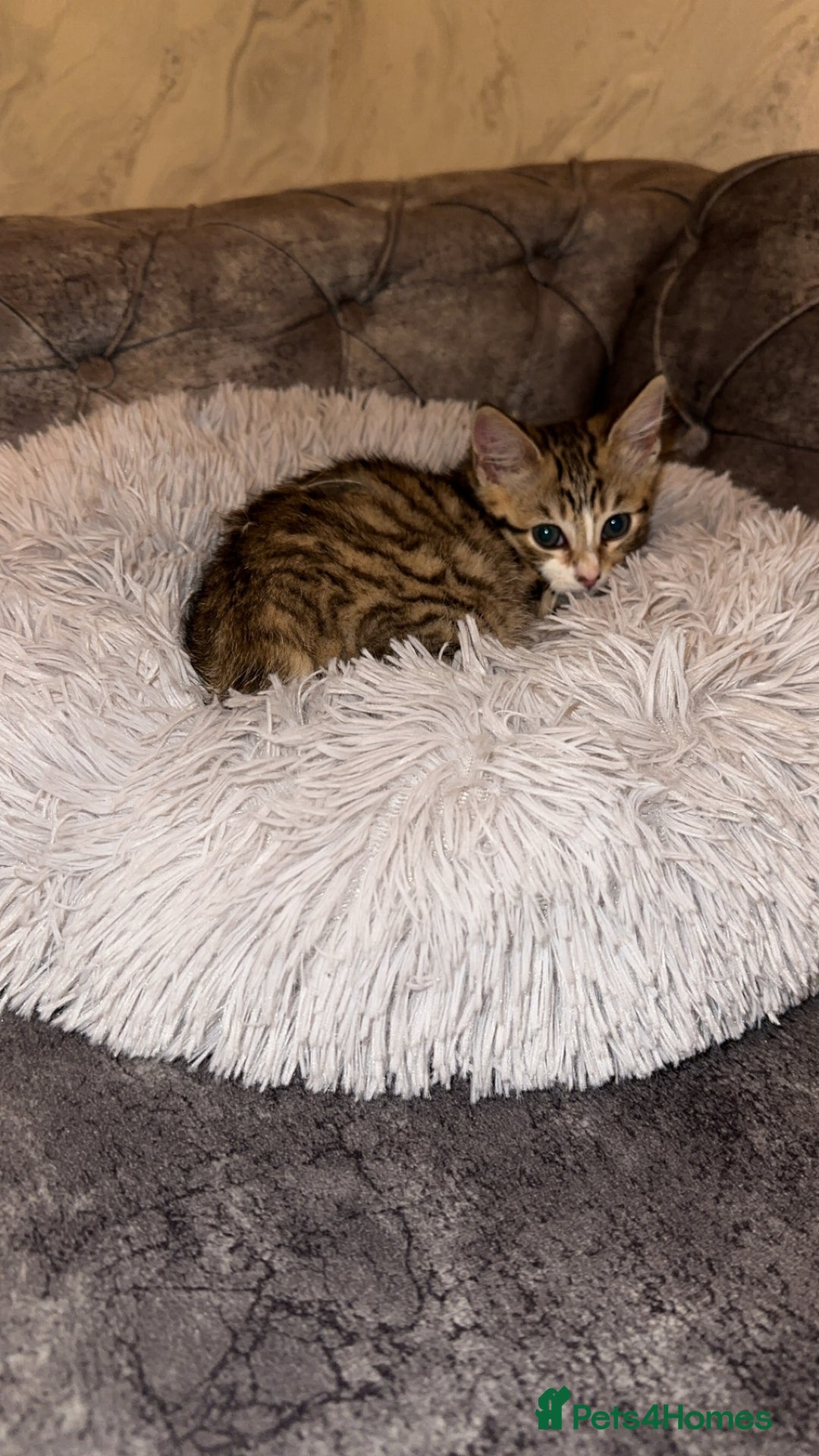 Domestic Shorthair cats for sale: Adorable tabby kitten - Advert 9