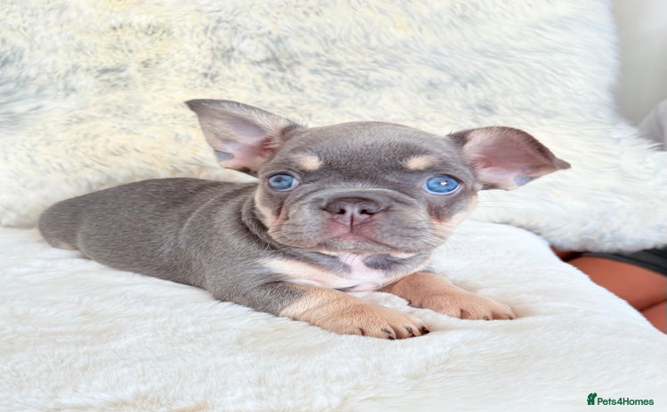 French Bulldog dogs - Advert 8