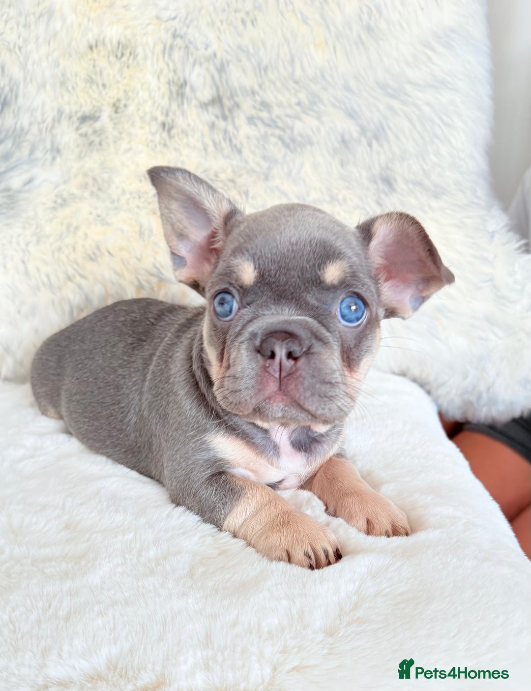 French Bulldog dogs for sale: French Bulldog gorgeous puppies - Image 1