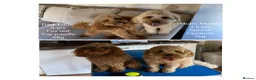 Cavapoo dogs for sale: Stunning fox red Cavapoo puppies 🐾 - Advert 8