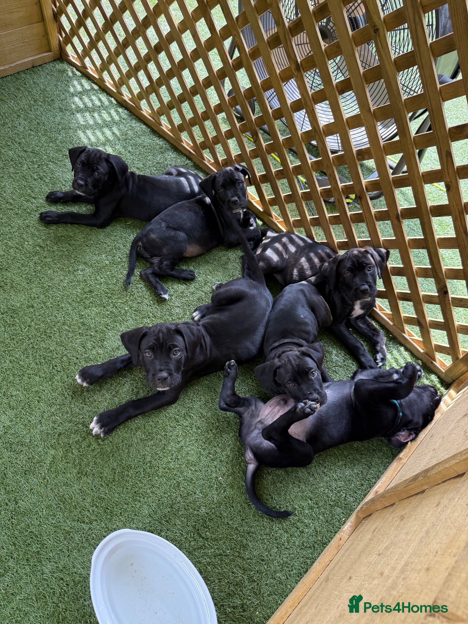 Cane Corso dogs Cane corso puppies - Advert 2