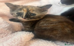Mixed Breed cats for sale: 2 kittens  - Image 6