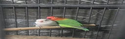 Lovebirds birds for sale: two bonded love birds  in Birmingham - Advert 3