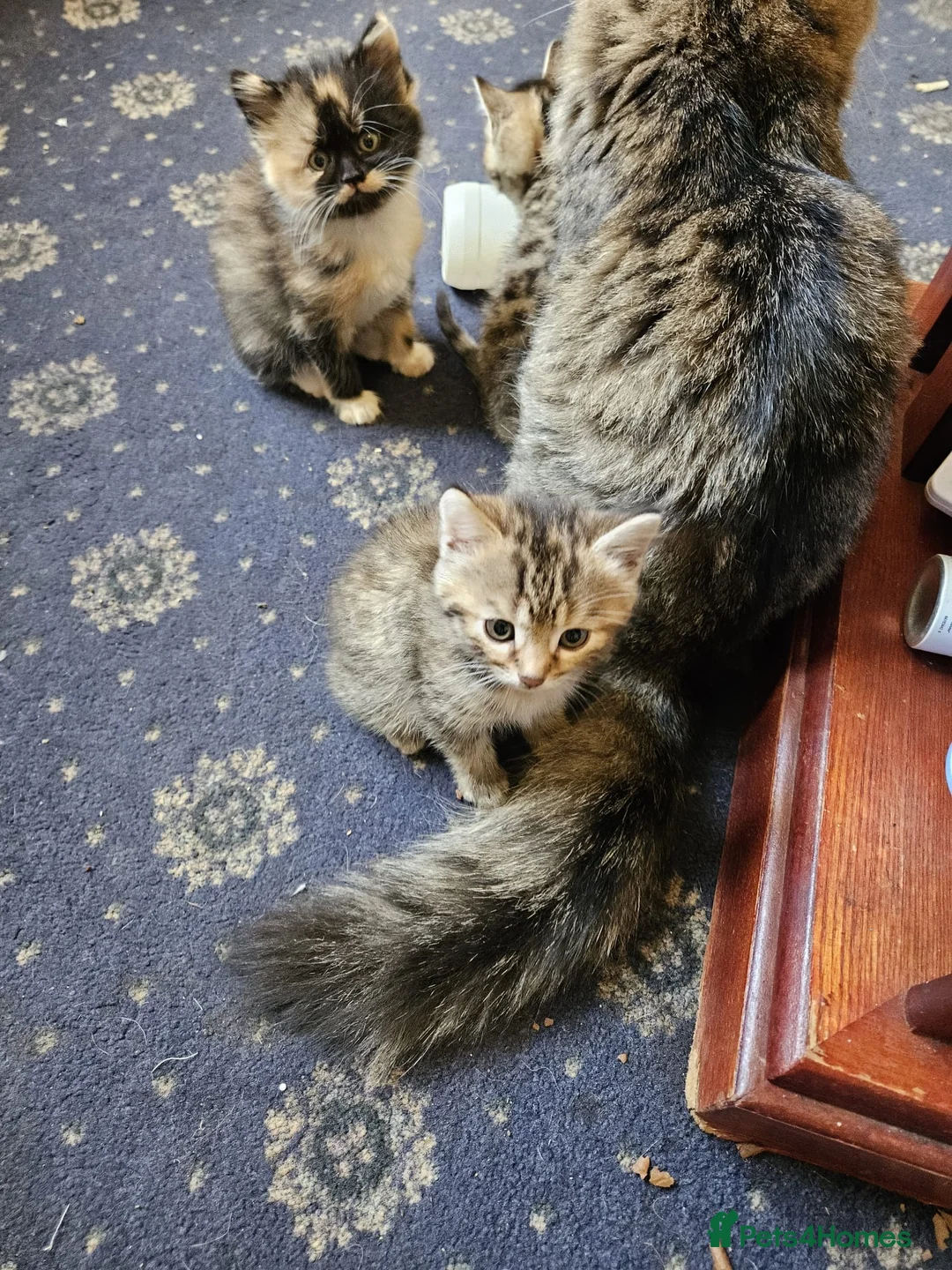 Mixed Breed cats for sale: Gorgeous mixed Breed Kitten - Advert 6
