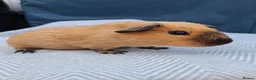Guinea Pig rodents for sale: A pair of Beautiful Cali Guinea Pig Brothers - Advert 8