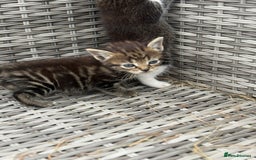 Mixed Breed cats for sale: Kittens  in Bognor Regis - Image 4