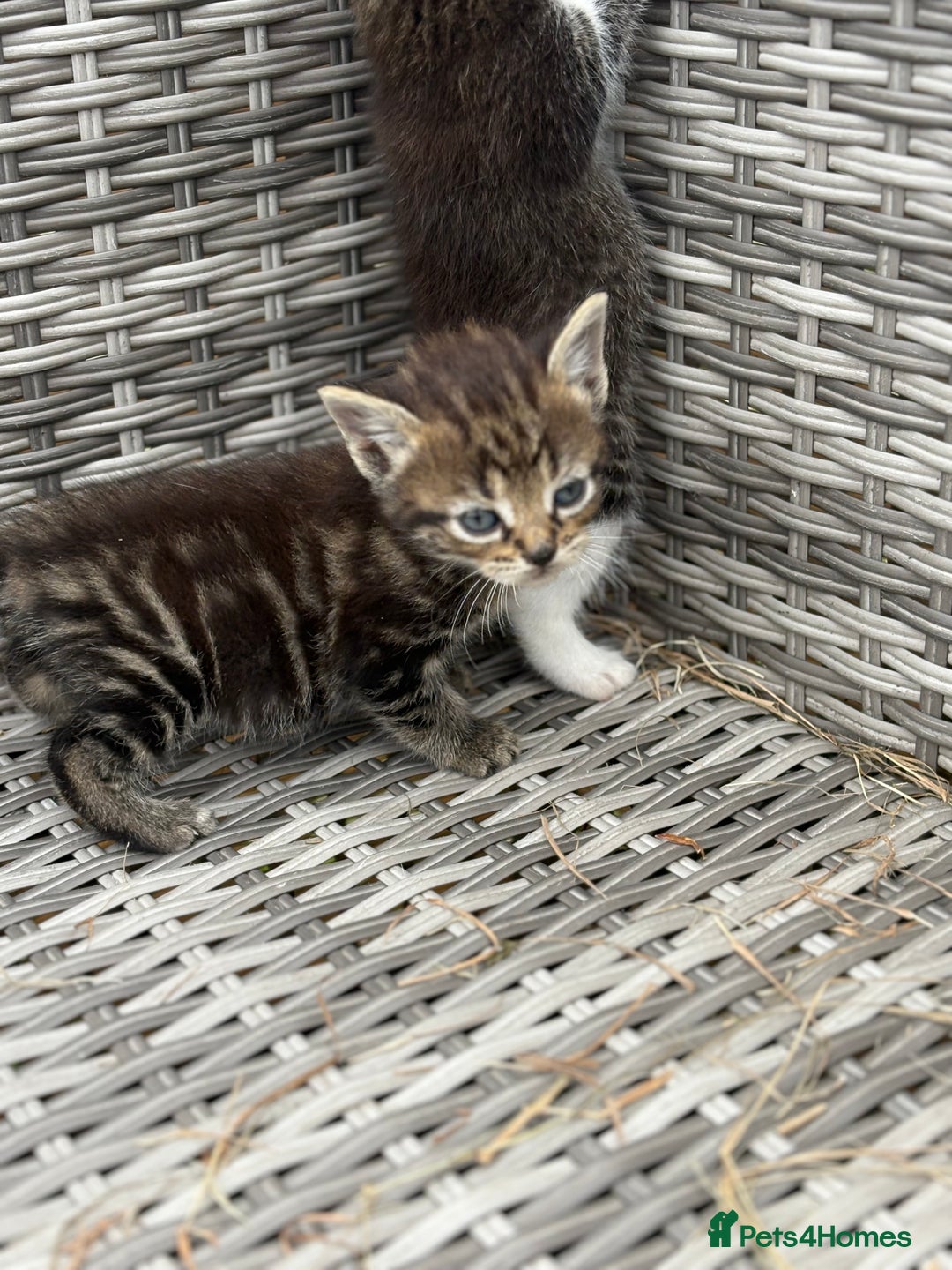 Mixed Breed cats for sale: Kittens  in Bognor Regis - Image 4