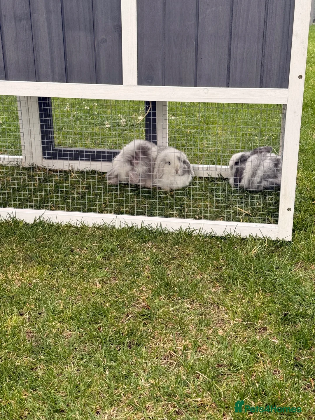 Mini Lop rabbits for sale: Baby mini lops for sale  in Louth - Advert 8
