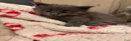 Maine Coon cats for sale: Council licensed TICA Maine Coon kittens - Advert 17