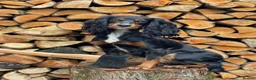 Cocker Spaniel dogs for sale: Tri dog in Southampton - Advert 6