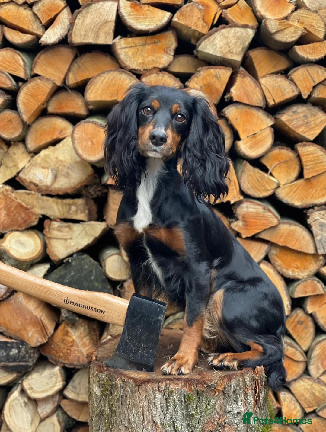 Cocker Spaniel dogs for sale: Tri dog in Southampton - Advert 6