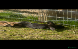 Mini Lop rabbits for sale: 2 gorgeous girls for sale - Image 2