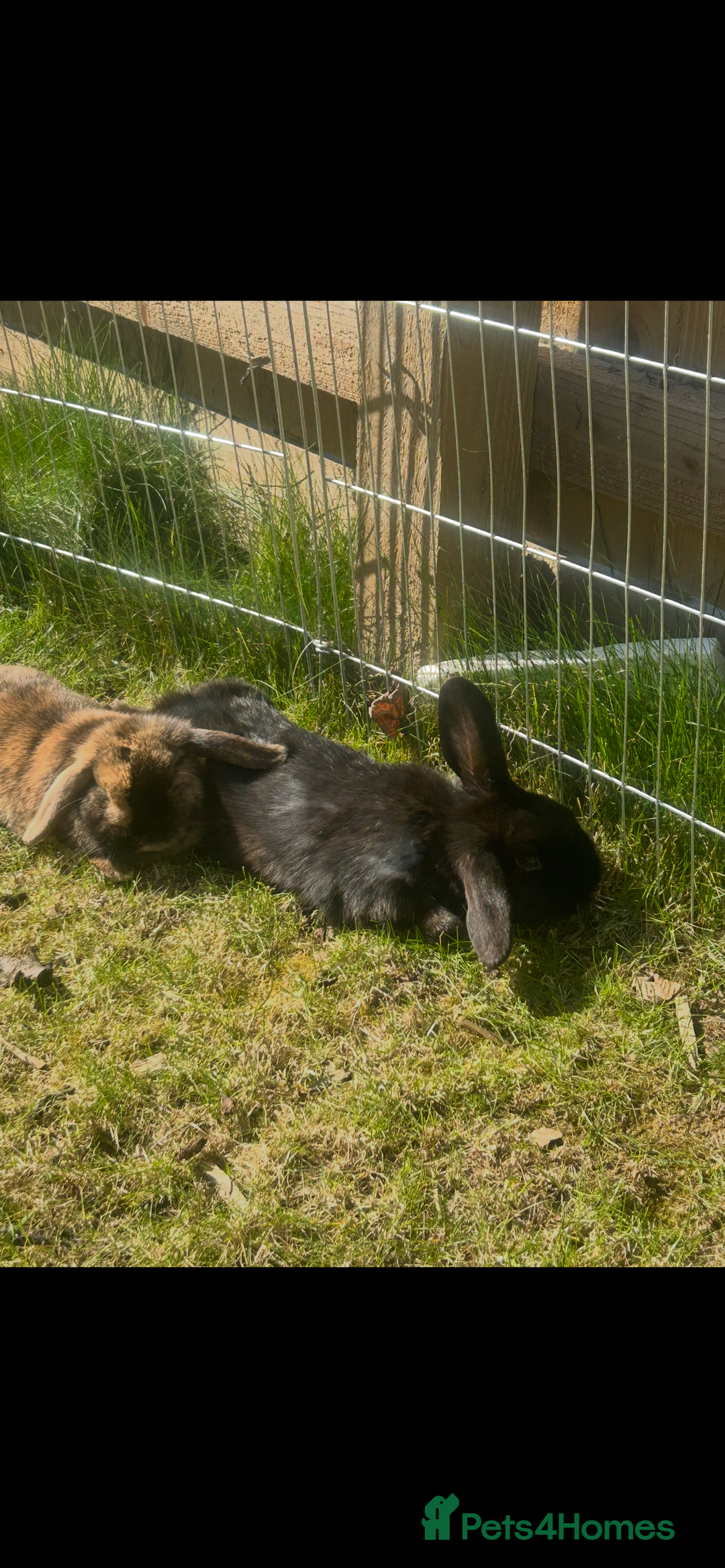 Mini Lop rabbits for sale: 2 gorgeous girls for sale - Image 2
