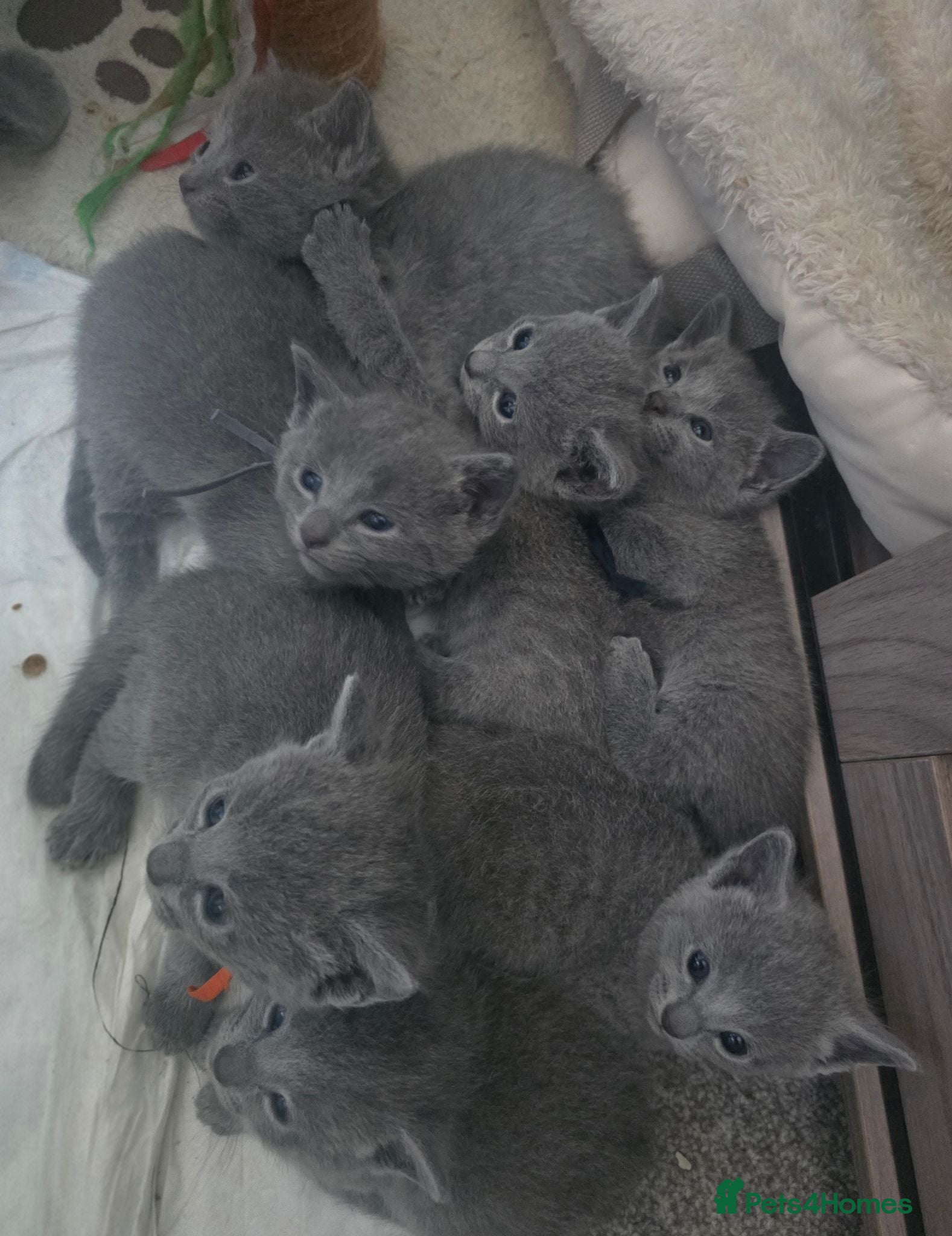 Russian Blue cats 🐾 Beautiful Russian Blue Kittens 🐾 - Advert 2