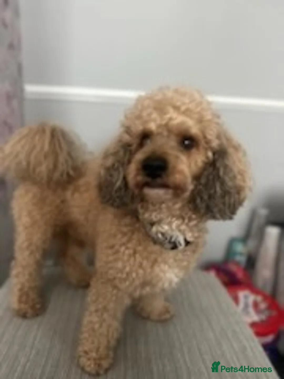Miniature Poodle dogs for stud: 🏆PROVEN🏆 sable miniature poodle health tested in Havant - Advert 12