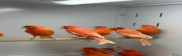 Canaries birds for sale: Red factor canaries  - Advert 3