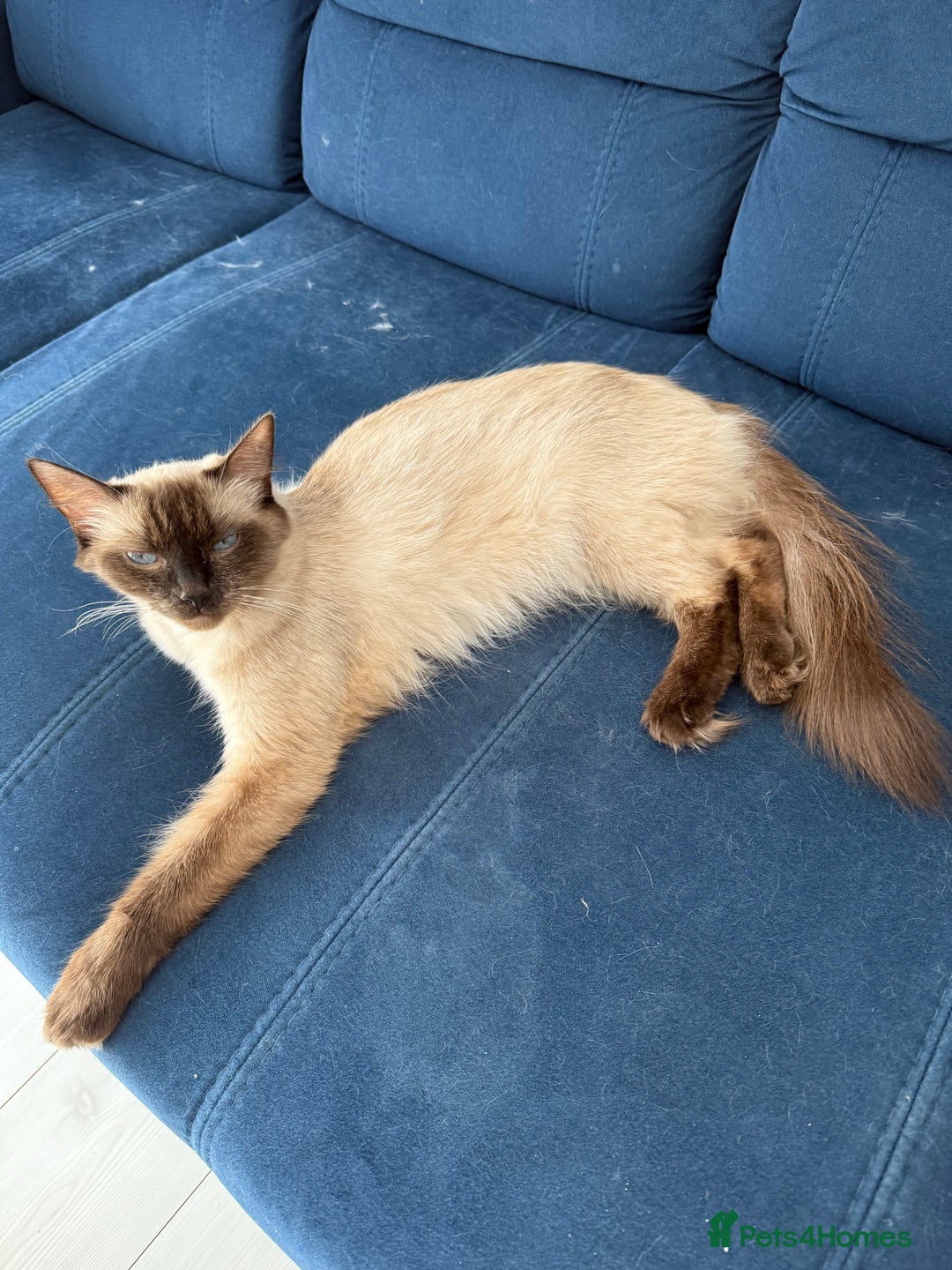 Ragdoll cats for sale: Kittens for sale - Image 6