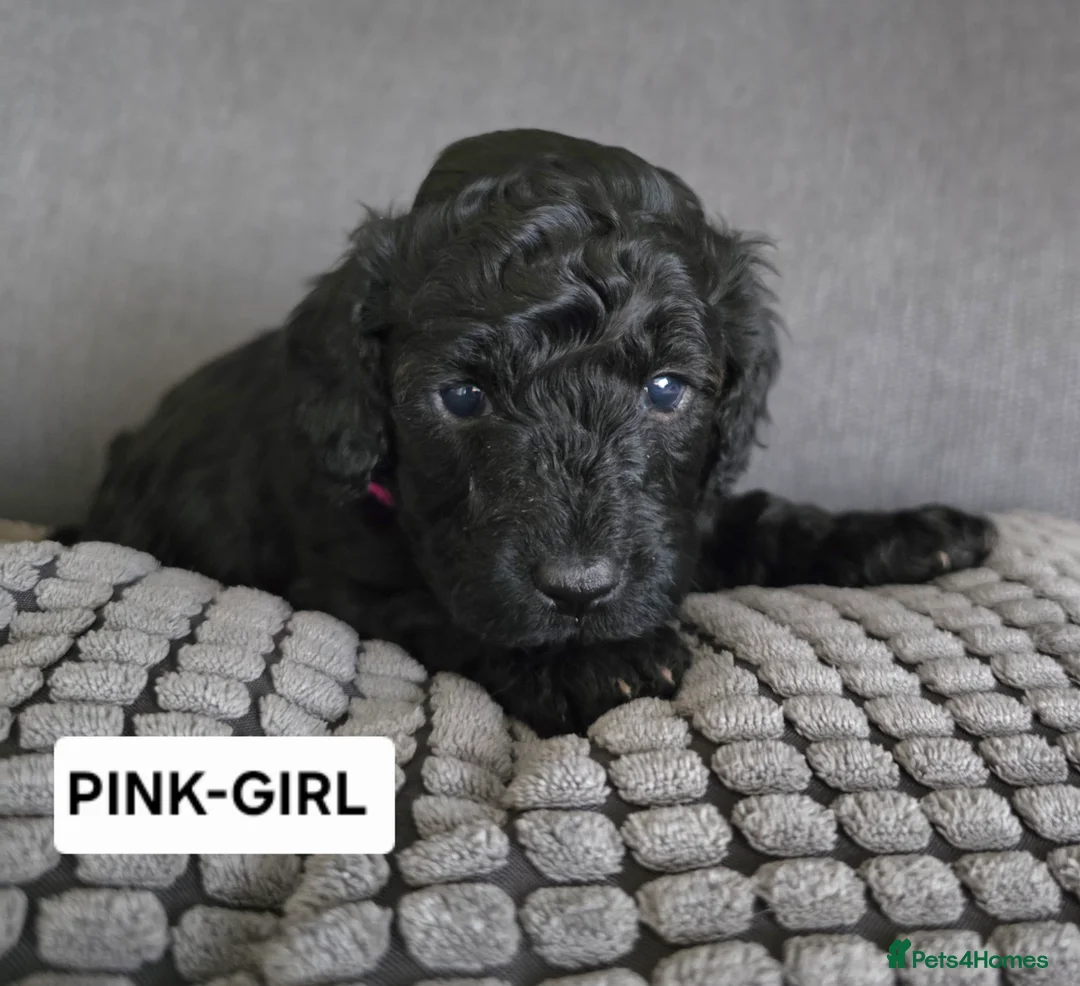 Toy Poodle dogs for sale: BEAUTIFULL BLACK TOY POODLES  - Advert 18