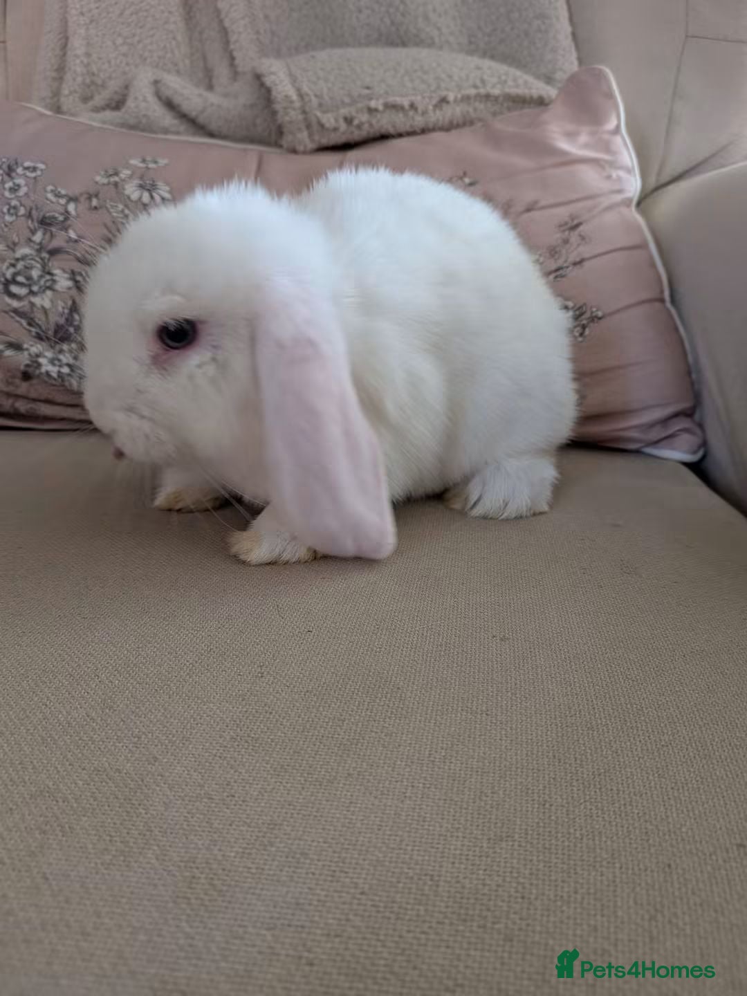 Mini Lop rabbits Purebred Mini Lop Bew Buck AVAILABLE now - Advert 2