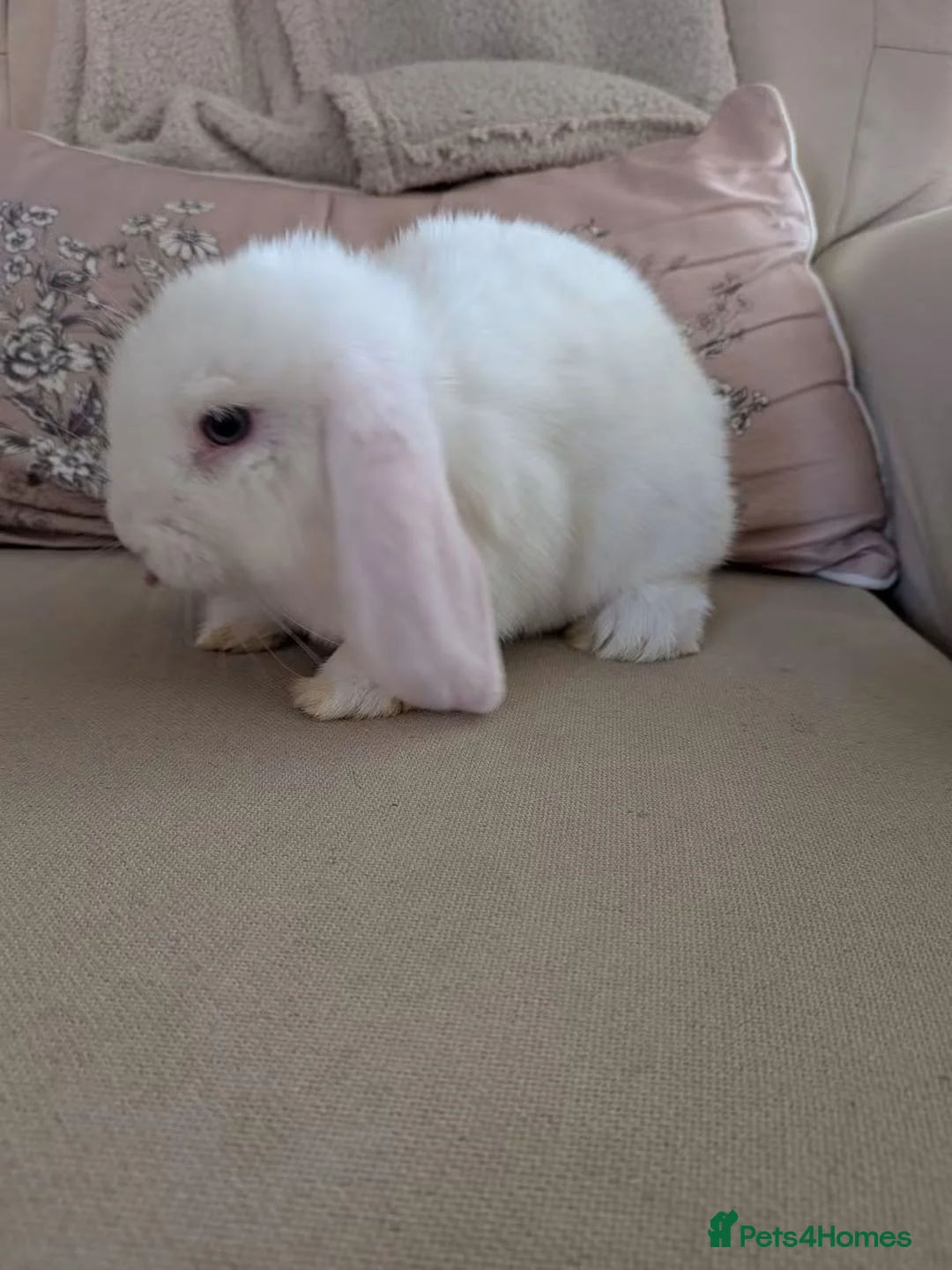 Mini Lop rabbits for sale: Purebred Mini Lop Bew Buck AVAILABLE now - Advert 2