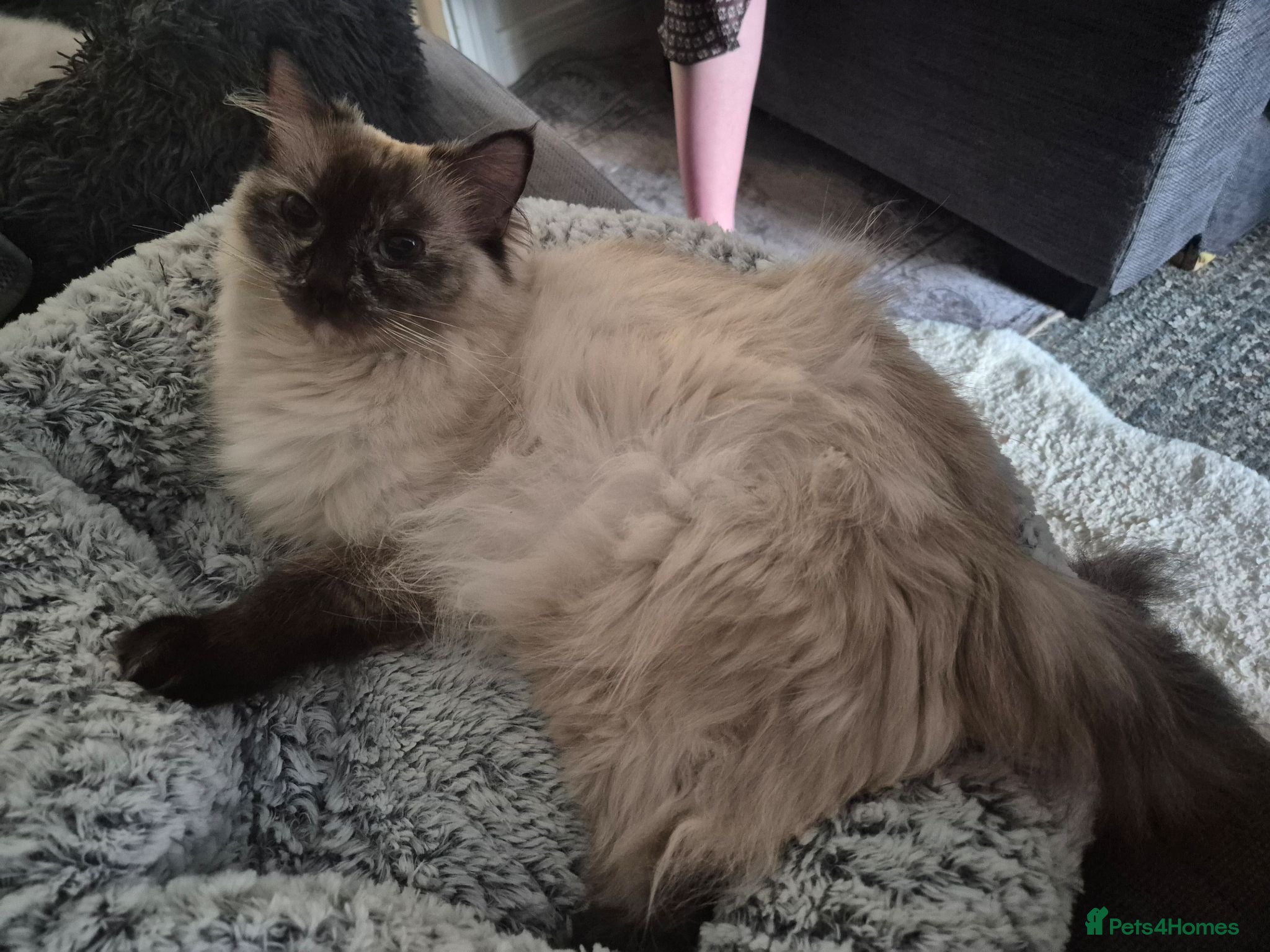 Ragdoll cats Four gorgeous Ragdoll kittens  - Advert 10