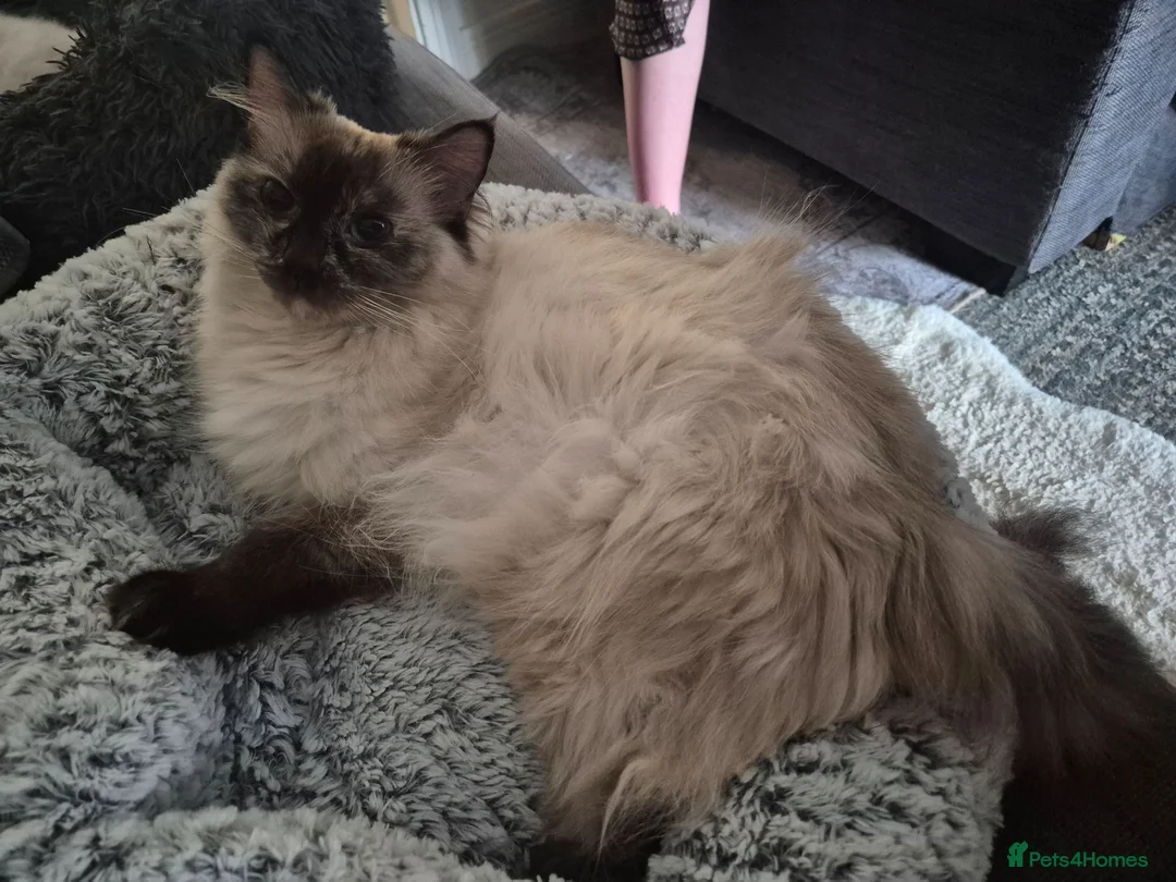 Ragdoll cats for sale: Four gorgeous Ragdoll kittens  - Advert 1
