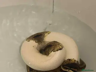 Corn Snake reptiles Female ball python - Advert 14