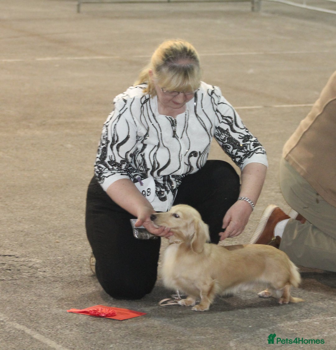 Dachshund dogs for sale: KC beautiful cream dachshund miniature long haired - Image 13