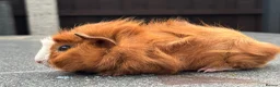 Guinea Pig rodents for sale: Swiss boars and Funky Boars  - Advert 11